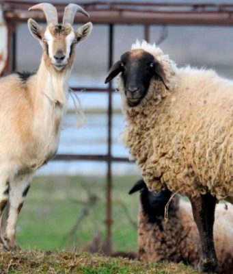 В Молдове зафиксирован рекордный рост заявок на субсидии для овцеводов и козоводов