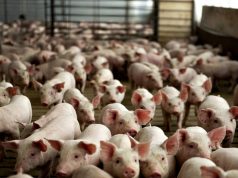 Кризис африканской чумы свиней в Молдове практически преодолён