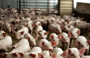 Кризис африканской чумы свиней в Молдове практически преодолён