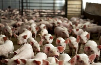 Кризис африканской чумы свиней в Молдове практически преодолён