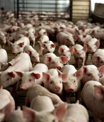 Кризис африканской чумы свиней в Молдове практически преодолён