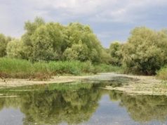 В столичных озёрах Кишинёва обнаружены кишечные паразиты и опасные бактерии