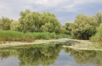 В столичных озёрах Кишинёва обнаружены кишечные паразиты и опасные бактерии