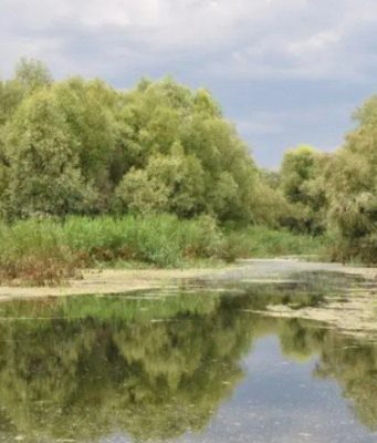 В столичных озёрах Кишинёва обнаружены кишечные паразиты и опасные бактерии