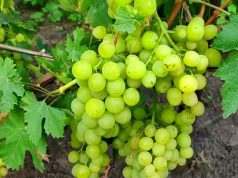 В Молдове начался сезон раннего винограда, но площади остаются ограниченными