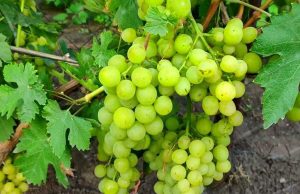 В Молдове начался сезон раннего винограда, но площади остаются ограниченными