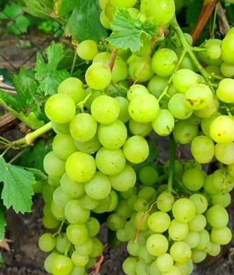 В Молдове начался сезон раннего винограда, но площади остаются ограниченными