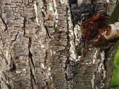 В Молдове приняты меры по защите лесов от болезней и вредителей