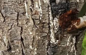 В Молдове приняты меры по защите лесов от болезней и вредителей