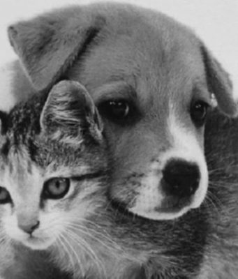 В Кишинёве пройдет благотворительный вечер в поддержку бездомных животных