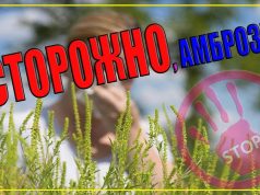 Молдова запустила кампанию «Нет амброзии!» для борьбы с опасным растением