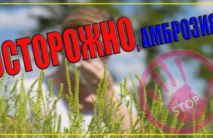 Молдова запустила кампанию «Нет амброзии!» для борьбы с опасным растением