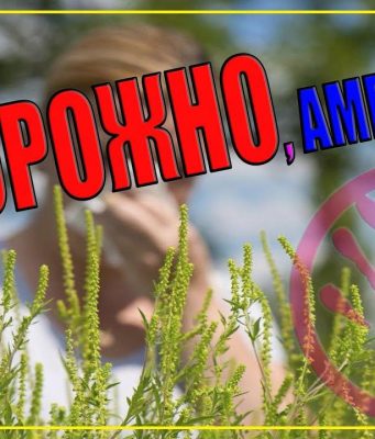 Молдова запустила кампанию «Нет амброзии!» для борьбы с опасным растением