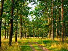 Второй «Фестиваль лесов» пройдёт 14 сентября в Кондрице