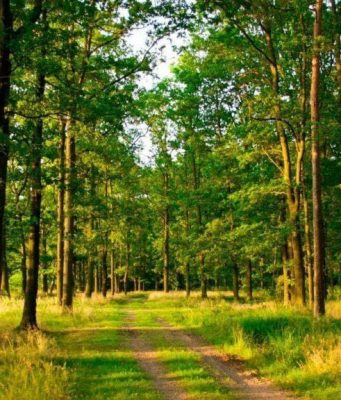 Второй «Фестиваль лесов» пройдёт 14 сентября в Кондрице