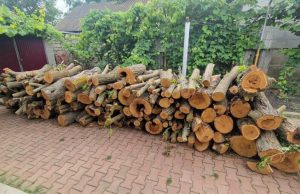 Инспекция по охране окружающей среды Молдовы сообщила о двух серьёзных случаях незаконной вырубки деревьев в Рышканском районе, выявленных в ходе рейдов.