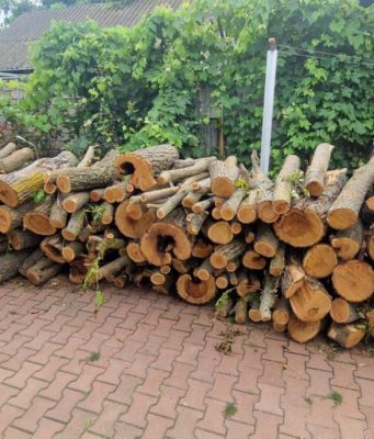 Инспекция по охране окружающей среды Молдовы сообщила о двух серьёзных случаях незаконной вырубки деревьев в Рышканском районе, выявленных в ходе рейдов.