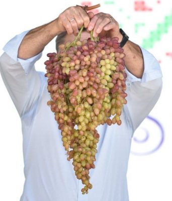 В Чимишлии выбрали обладателя «Гигантской виноградной грозди»