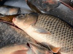 Молдавские рыбоводы жалуются на дешевый импорт рыбы с Украины