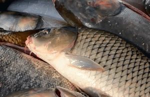 Молдавские рыбоводы жалуются на дешевый импорт рыбы с Украины