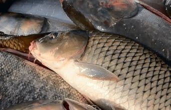 Молдавские рыбоводы жалуются на дешевый импорт рыбы с Украины