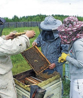 Молдавские пчеловоды ждут помощи