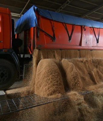 Экспорт молдавской пшеницы достиг максимума за последние четыре года