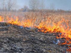 В Молдове наложили штрафы на 1,25 млн леев за поджог сухостоя и мусора с начала года