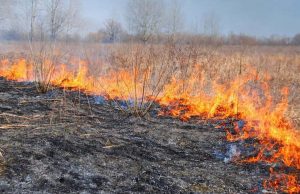 В Молдове наложили штрафы на 1,25 млн леев за поджог сухостоя и мусора с начала года