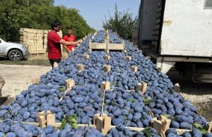 85% молдавских слив уходит на рынок ЕС: Германия, Румыния и Польша стали главными импортёрами