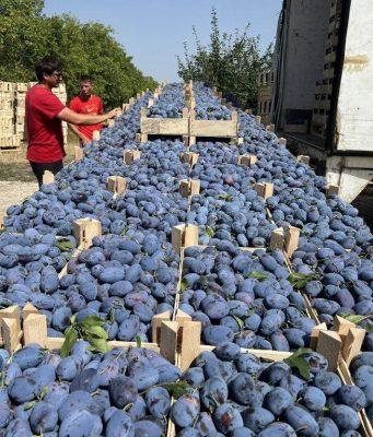 85% молдавских слив уходит на рынок ЕС: Германия, Румыния и Польша стали главными импортёрами