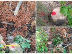 В Дондюшанском районе зафиксированы случаи незаконной вырубки древесины