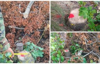 В Дондюшанском районе зафиксированы случаи незаконной вырубки древесины