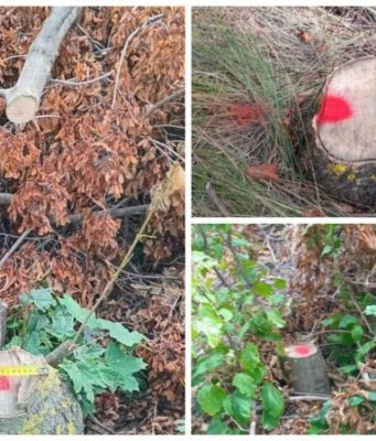 В Дондюшанском районе зафиксированы случаи незаконной вырубки древесины