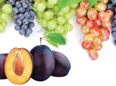 Дожди угрожают урожаю винограда и сливы в Молдове