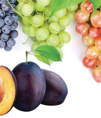 Дожди угрожают урожаю винограда и сливы в Молдове