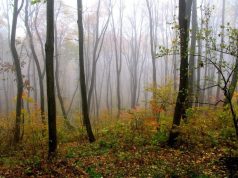 В Молдове один из самых низких уровней облесения в Черноморском регионе — чуть более 11%