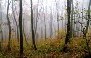 В Молдове один из самых низких уровней облесения в Черноморском регионе — чуть более 11%