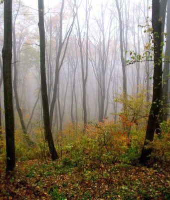 В Молдове один из самых низких уровней облесения в Черноморском регионе — чуть более 11%