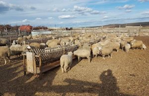 В Гагаузии фермерам дадут гранты до $1 млн на модернизацию хозяйств