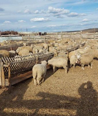 В Гагаузии фермерам дадут гранты до $1 млн на модернизацию хозяйств