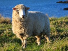 В Чимишлии пройдет IX Международный фестиваль «Mioriţa Laie-Bucălaie»