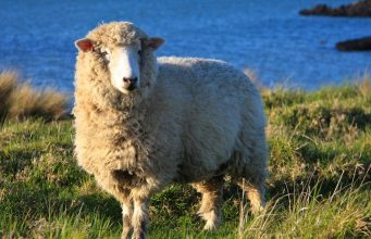 В Чимишлии пройдет IX Международный фестиваль «Mioriţa Laie-Bucălaie»