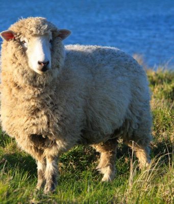 В Чимишлии пройдет IX Международный фестиваль «Mioriţa Laie-Bucălaie»