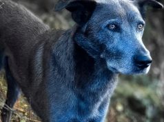 В Чернобыле обнаружили собак с синей шерстью