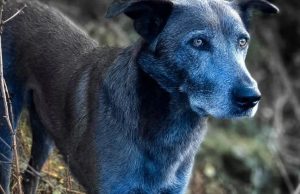 В Чернобыле обнаружили собак с синей шерстью