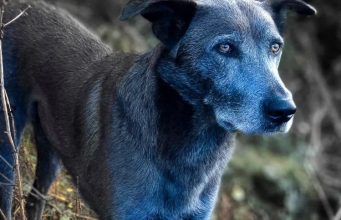 В Чернобыле обнаружили собак с синей шерстью
