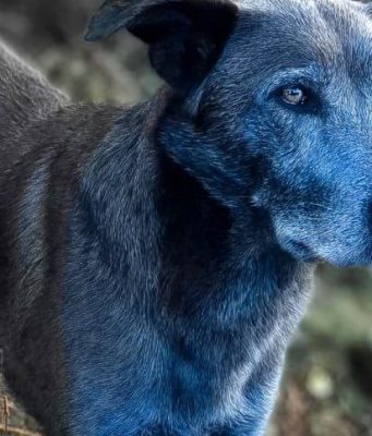 В Чернобыле обнаружили собак с синей шерстью