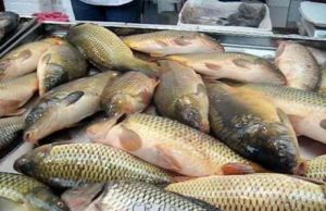 Молдова импортирует почти 70% потребляемой рыбы