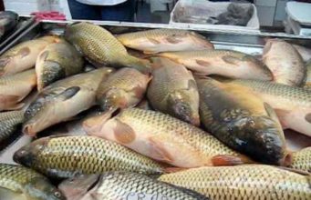 Молдова импортирует почти 70% потребляемой рыбы